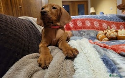 Hungarian Vizsla dogs for sale: Exceptional Vizsla Puppies - 5* Licenced Breeder  - Image 33