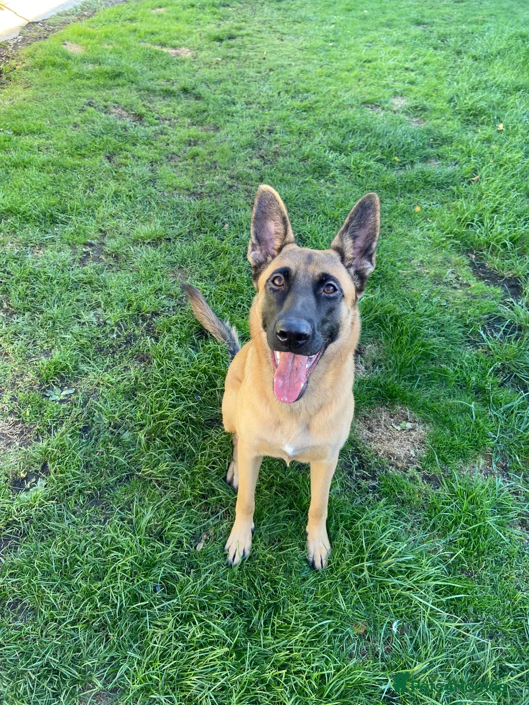 Belgian Shepherd Dog dogs for sale: Akira - Belgian Malinois  - Advert 1