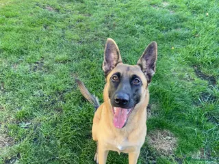 Belgian Shepherd Dog dogs Akira - Belgian Malinois - Advert 1