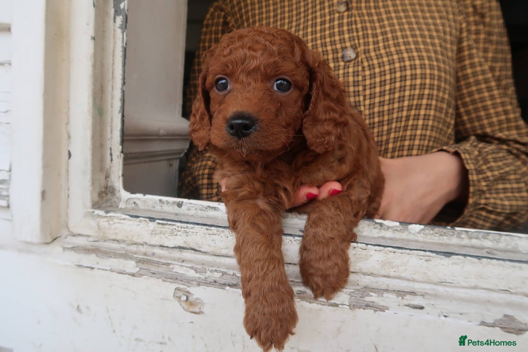 Cockapoo dogs for sale: Very unique Asian Toy Cockerpoos - Image 24