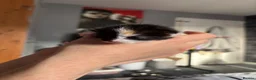 Mixed Breed cats for sale: 2 beautiful baby kittens - Advert 7