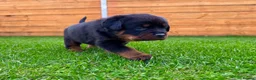 Rottweiler dogs for sale: KC Registered German Line Rottweiler Puppies 🐾🐾 - Advert 11