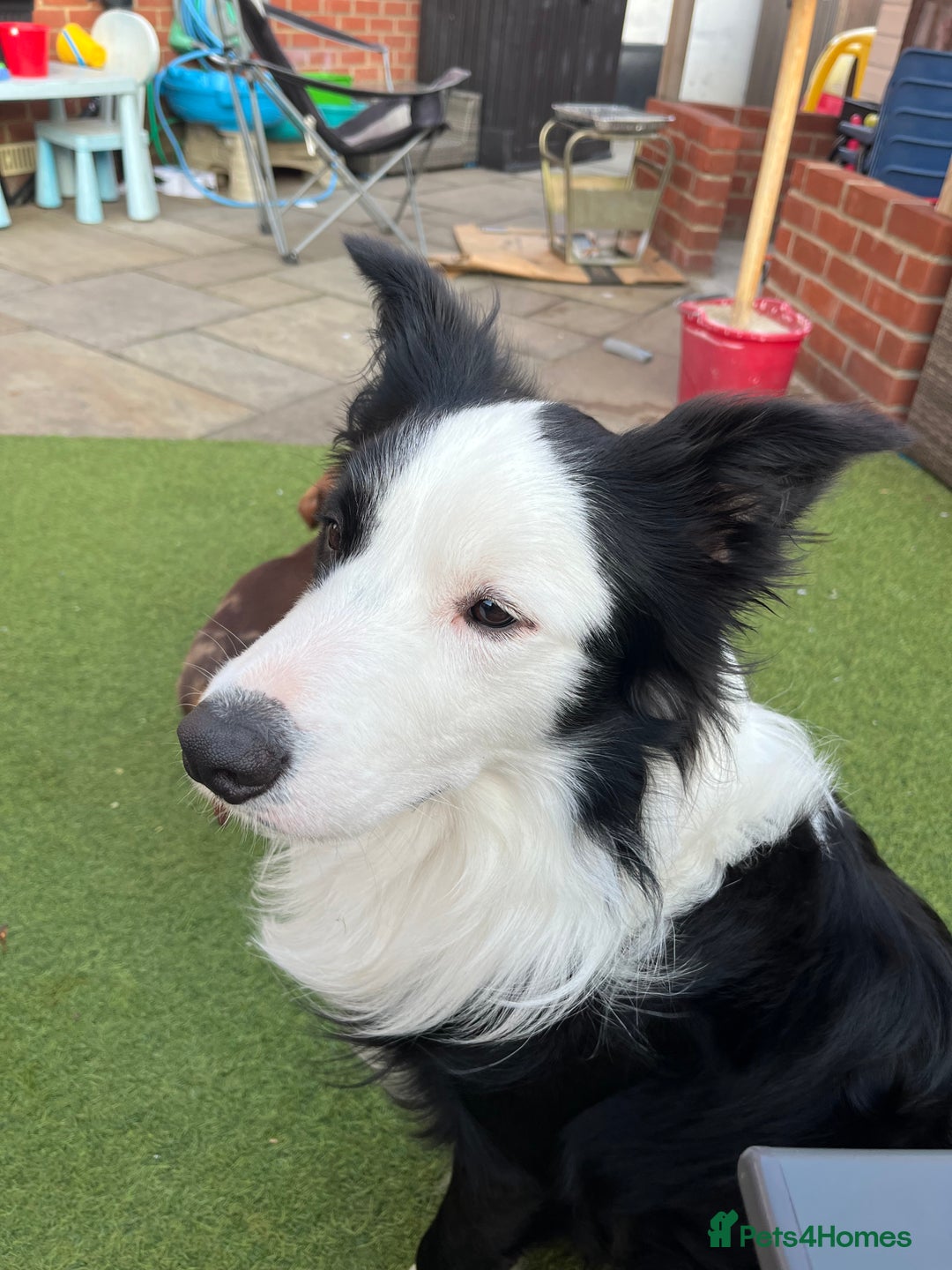 Border Collie dogs for sale: New home for max  - Image 7