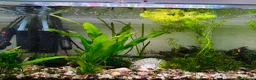 Other/Mixed Breed fish for sale: Working aquarium  in Waltham Abbey - Advert 5