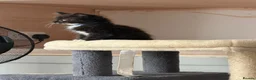Ragcoon cats for sale: Male ragdoll cross maincoon - Advert 6