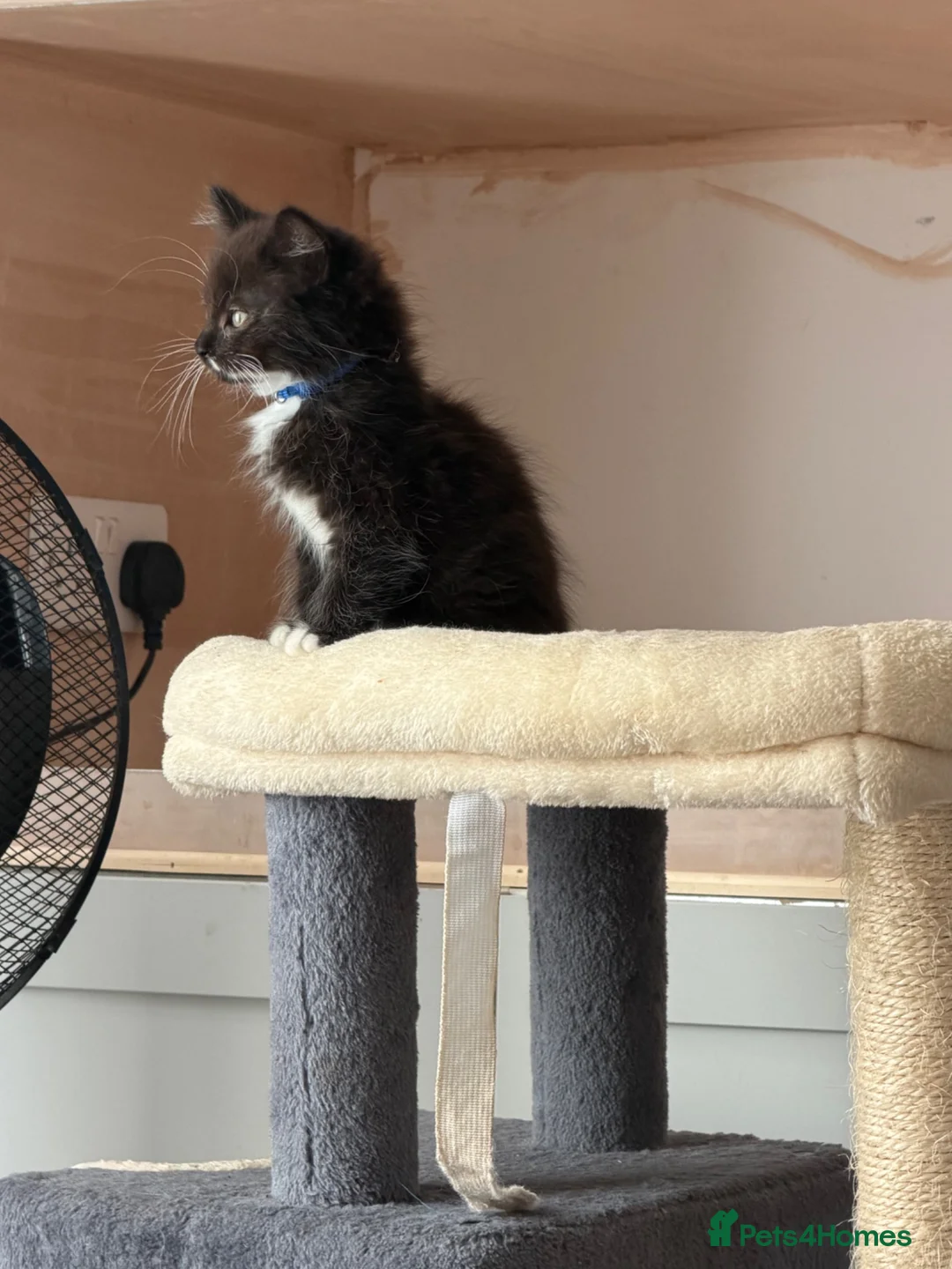 Ragcoon cats for sale: Male ragdoll cross maincoon - Advert 6