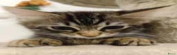 Norwegian Forest Cat cats for sale: Ms leady - Advert 4