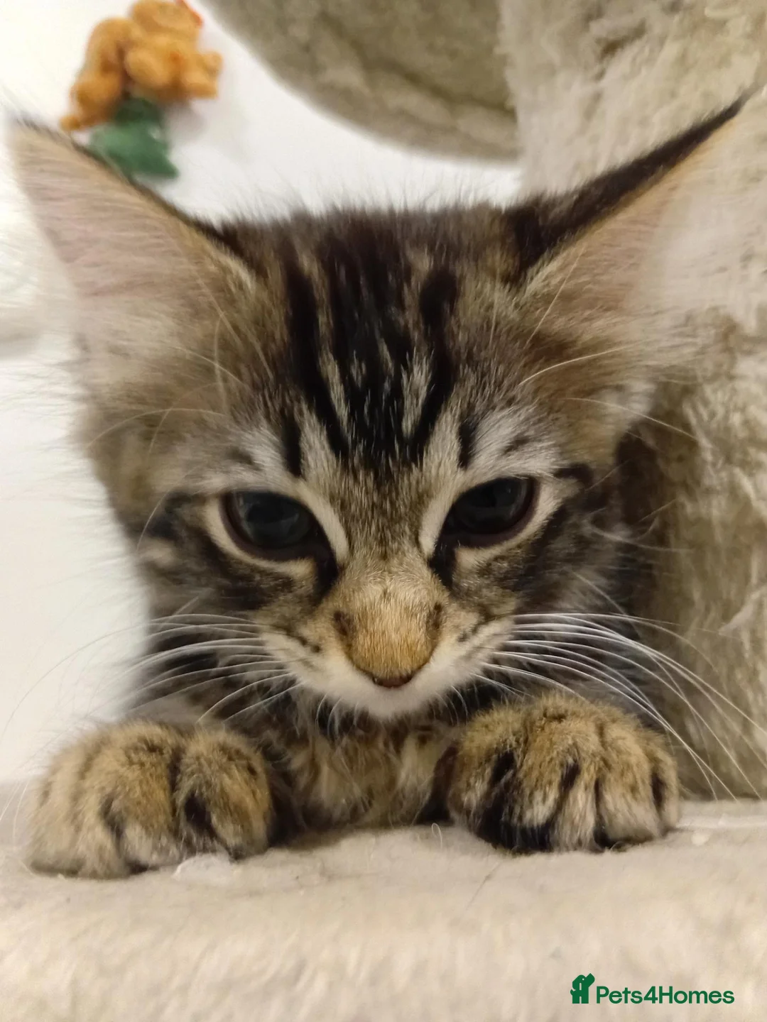 Norwegian Forest Cat cats for sale: Ms leady - Advert 4
