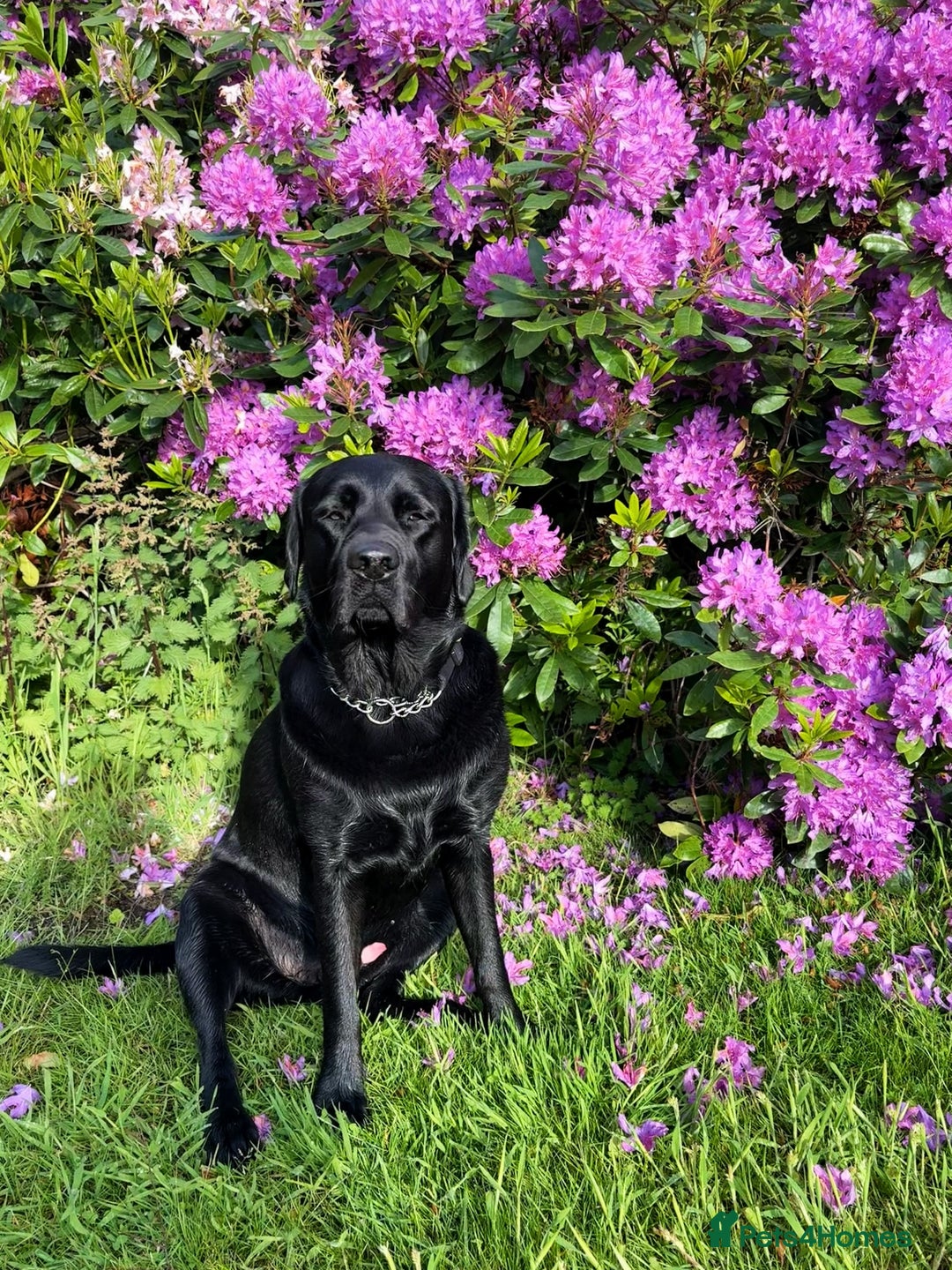 Labrador Retriever dogs for stud: KC registered show Labrador for stud  - Advert 5