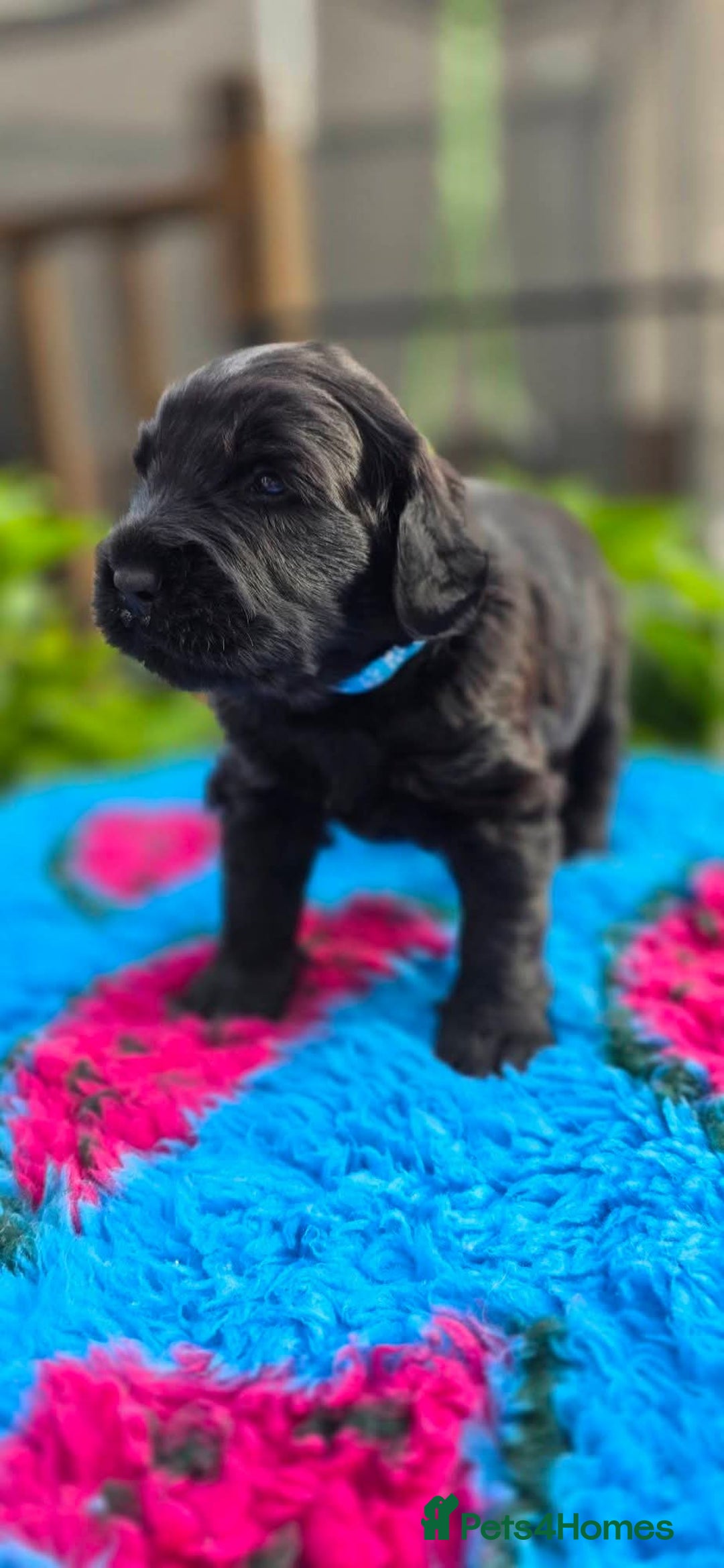 Russian Black Terrier dogs for sale: Russian Black Terrier  - Image 20