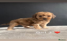 Cockapoo dogs for sale: F1 Cockapoo Puppies. - Image 7
