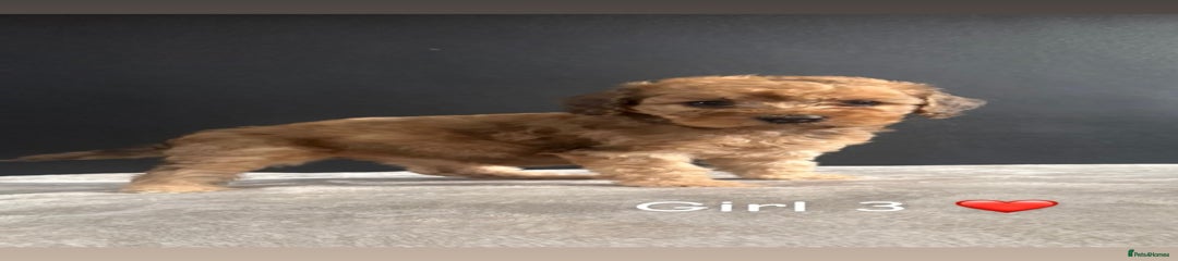 Cockapoo Puppy 7