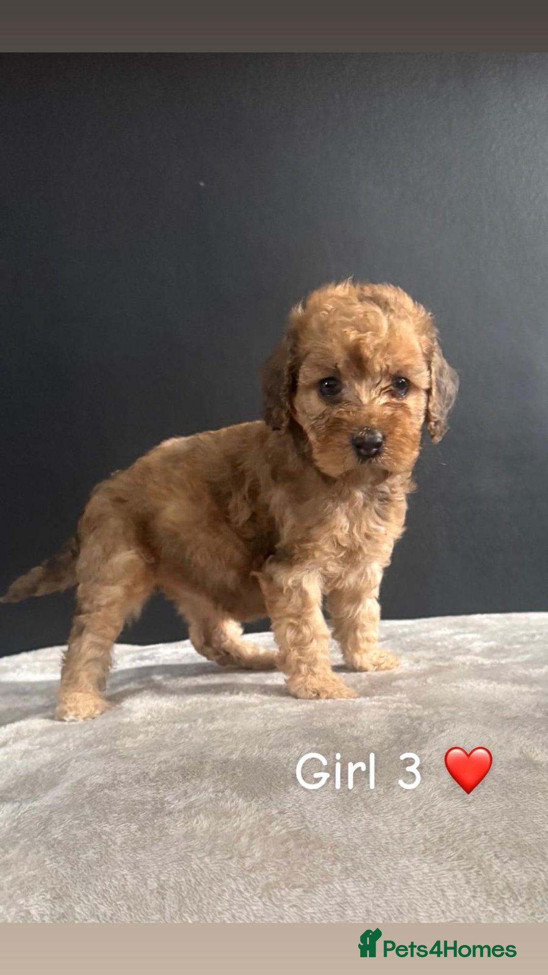 Cockapoo dogs for sale: F1 Cockapoo Puppies. - Image 7