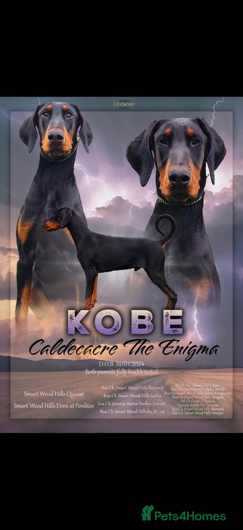 Dobermann dogs Doberman for stud health tested  - Advert 1