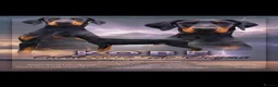 Dobermann dogs for stud: Doberman for stud health tested  - Advert 1