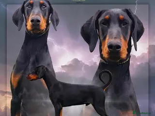 Dobermann dogs for stud: Doberman for stud health tested - Advert 1