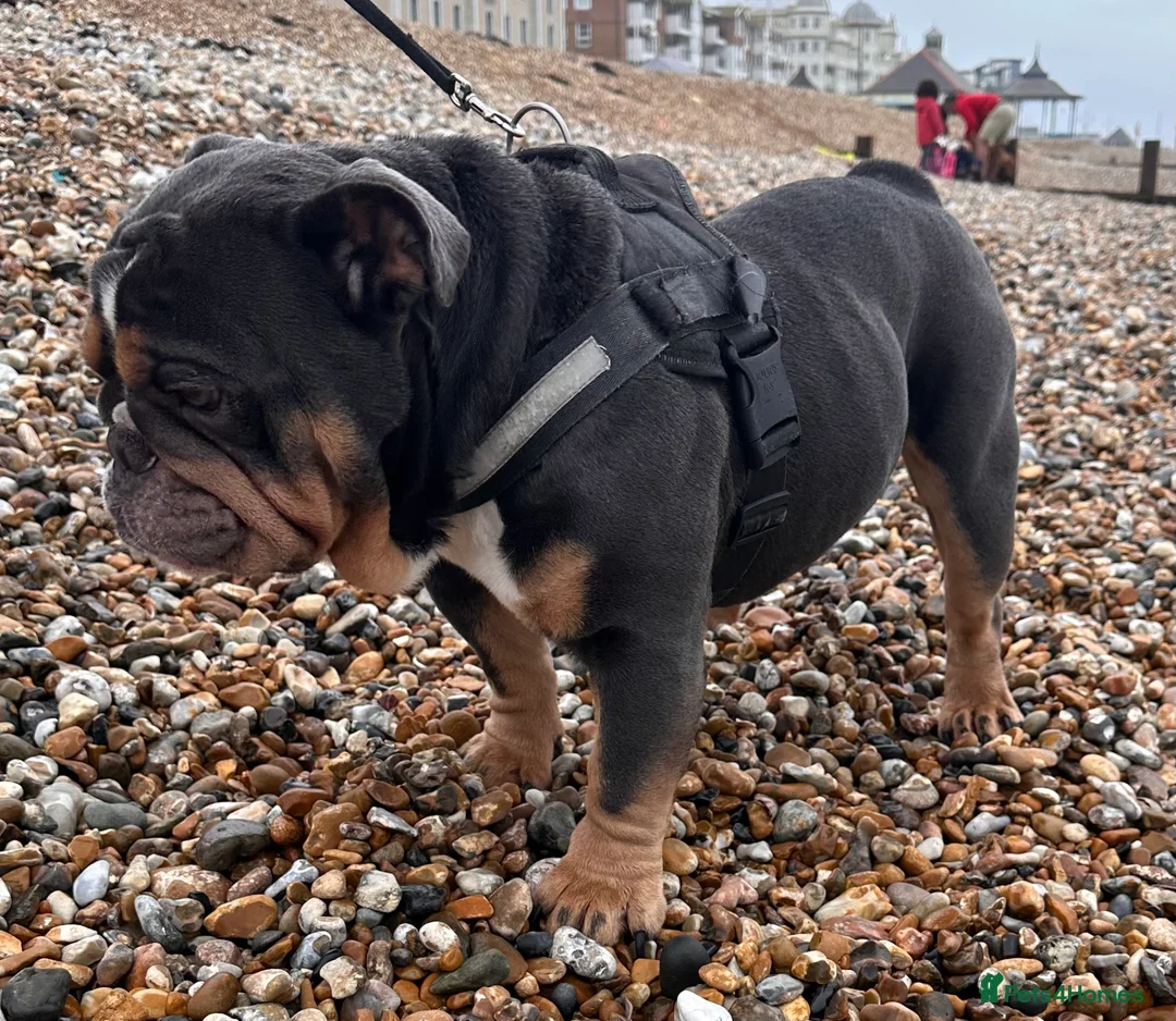 English Bulldog dogs for stud: Blue Tri stud boy  - Advert 16