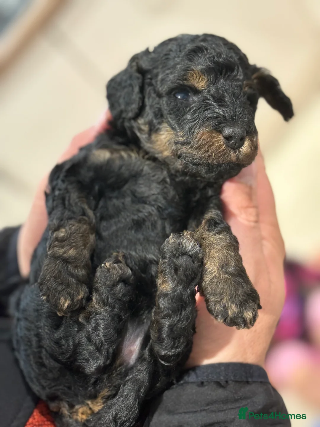 Miniature Poodle dogs for stud: KC TOY CHOCOLATE PHANTOM POODLE in Willenhall - Advert 16