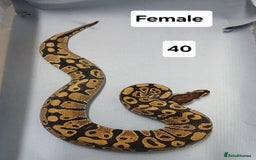 Python Snake reptiles for sale: Royal Python Morphs Females  - Image 12
