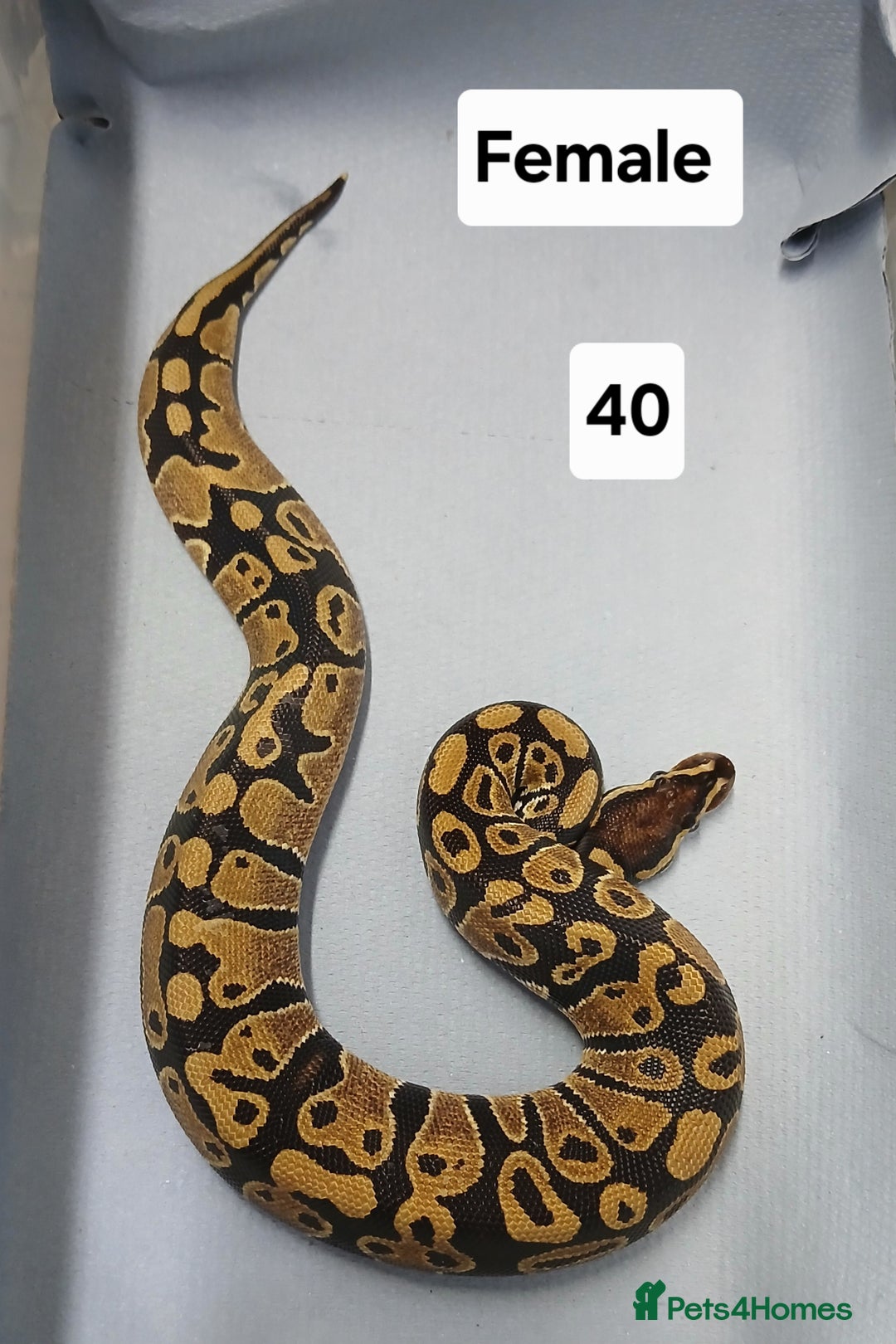 Python Snake reptiles for sale: Royal Python Morphs Females  - Image 12