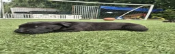 German Shepherd dogs for sale: EXCELLENT SHEPHERD PUPPIES  - Advert 11