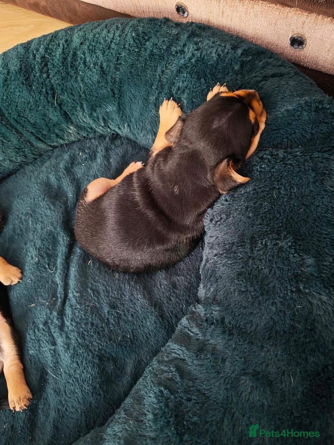 Mixed Breed dogs for sale: Two beautiful jack cross French puppies for sale  in Spennymoor - Advert 2