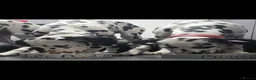 Dalmatian dogs for sale: Handsome dalmation brothers  - Advert 4