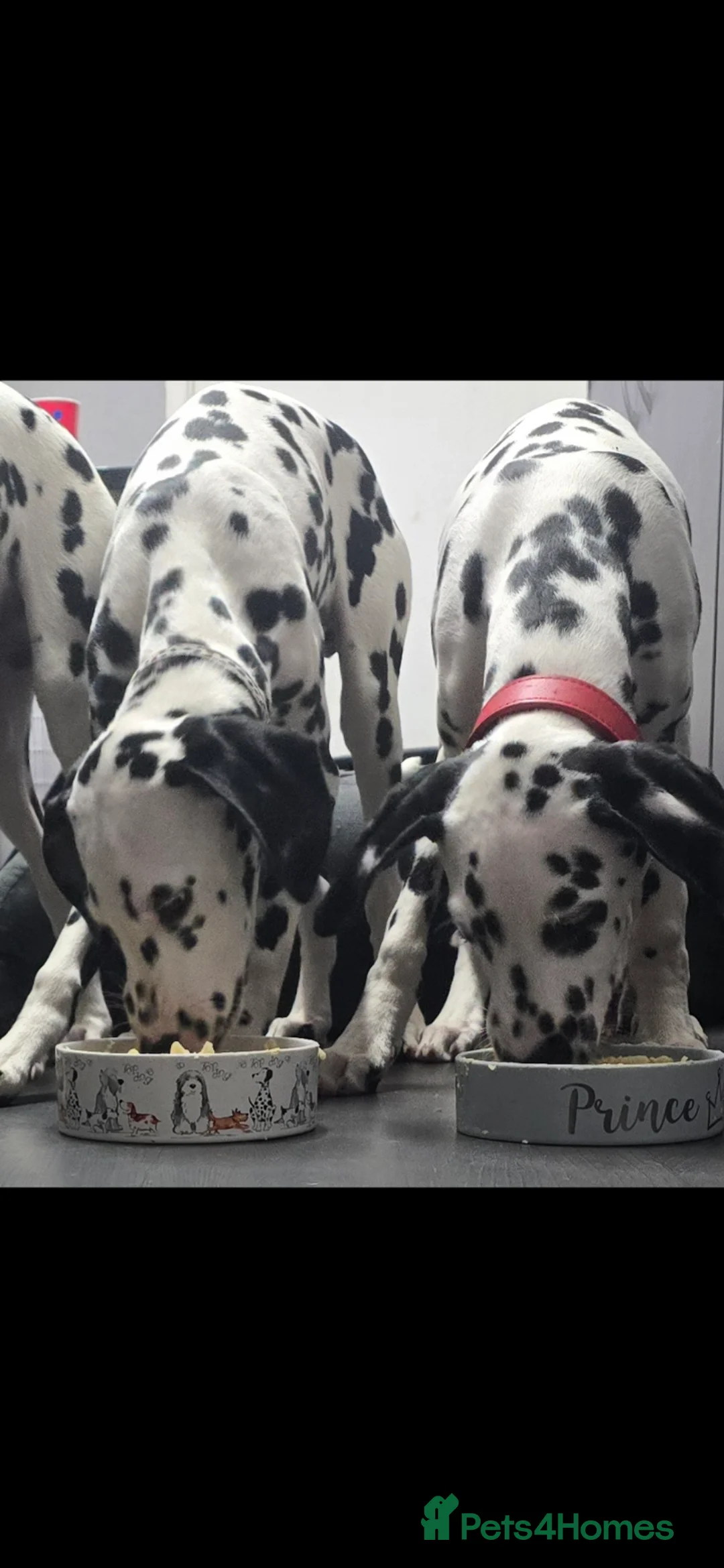 Dalmatian dogs for sale: Handsome dalmation brothers  - Advert 4