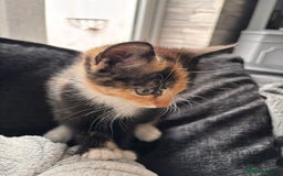Mixed Breed cats for sale: Half Maine coon main calico coon - Image 8