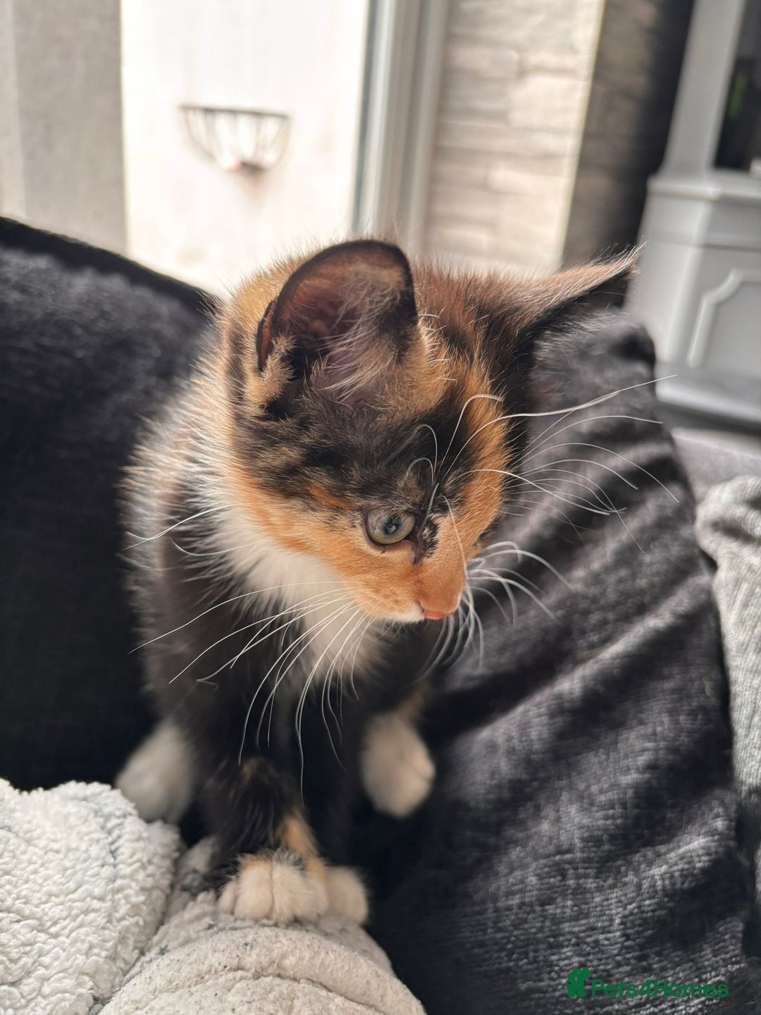 Mixed Breed cats for sale: Half Maine coon main calico coon - Image 8