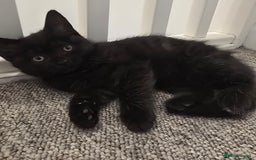 Mixed Breed cats for sale: BSH and Tuxedo Mix - Image 1