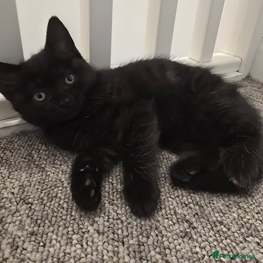 Mixed Breed cats for sale: BSH and Tuxedo Mix - Image 1