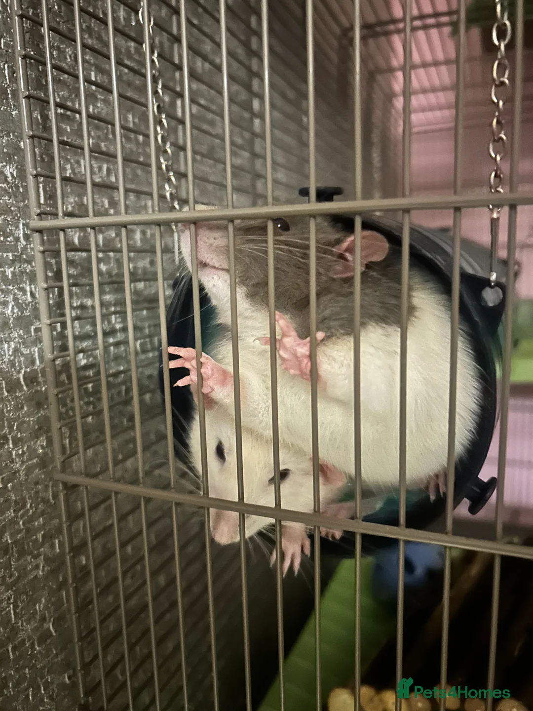 Rat rodents for sale: Male Dumbo Rats - Advert 1