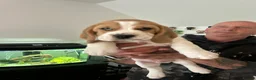 Beagle dogs for sale: Beautiful KC registered beagle puppies - Advert 4