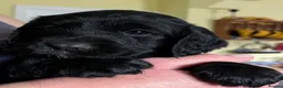 Cocker Spaniel dogs for sale: Working Cocker Spaniel Puppies - Advert 2