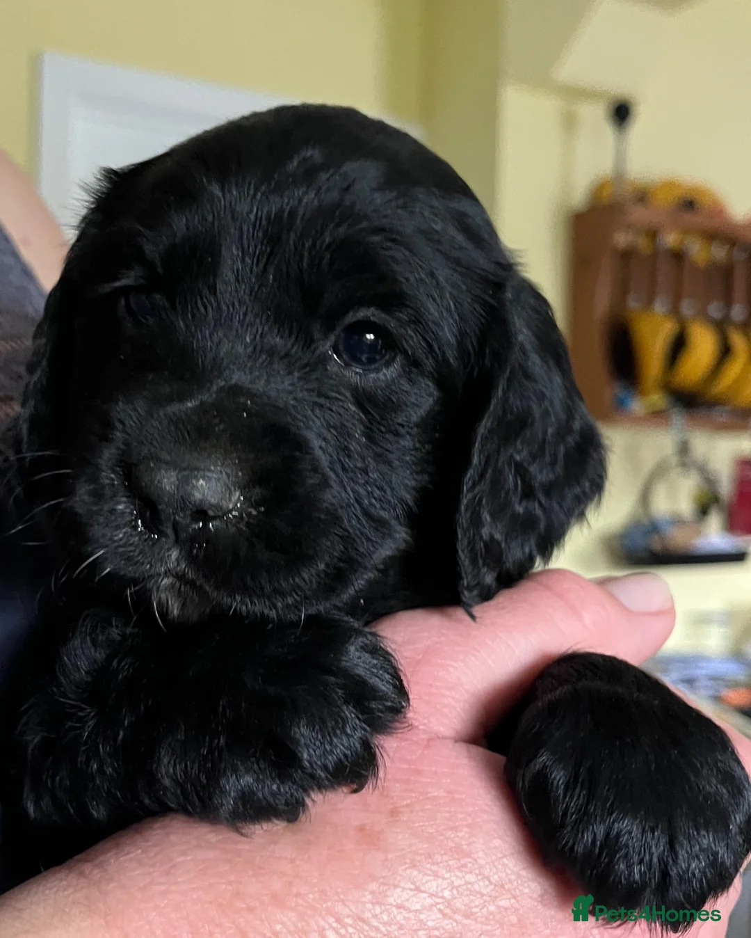 Cocker Spaniel dogs for sale: Working Cocker Spaniel Puppies - Advert 2