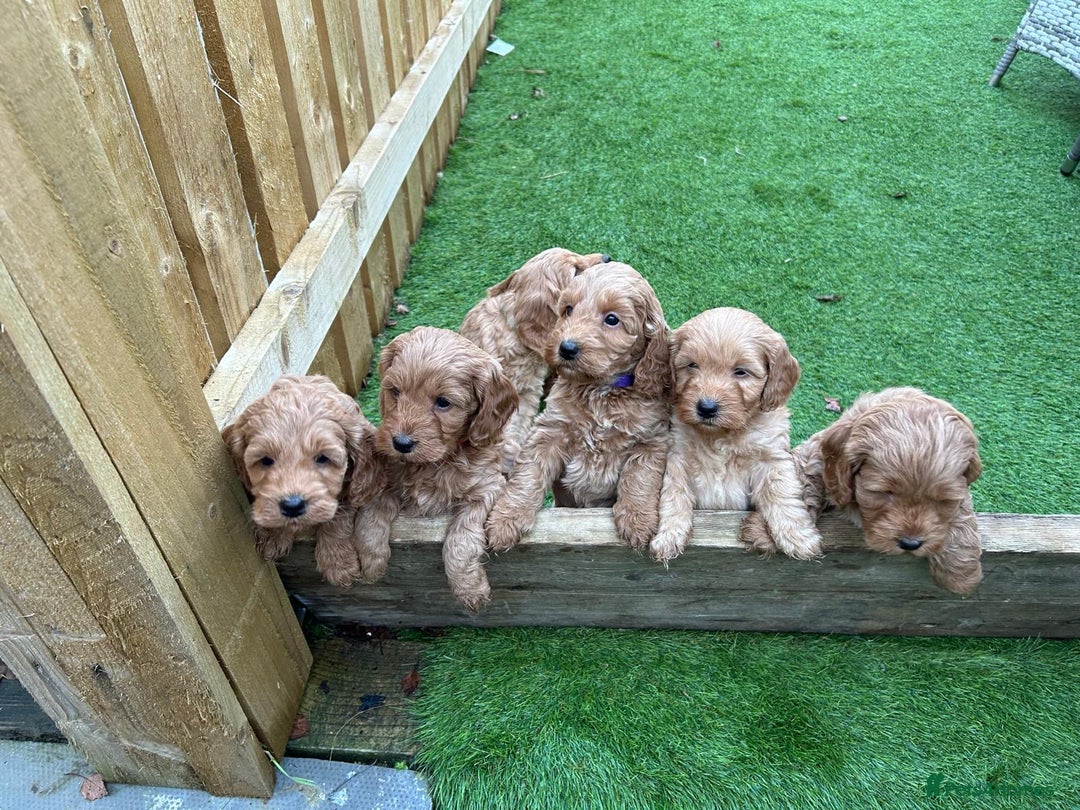Cockapoo dogs for sale: F1 Miniature Cockapoo  - Advert 8