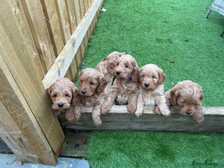 Cockapoo dogs F1 Miniature Cockapoo - Advert 17