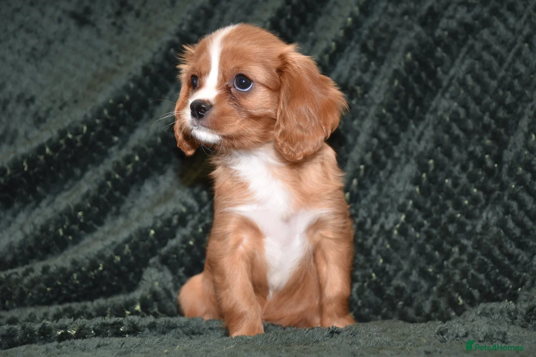 Cavalier King Charles Spaniel dogs for sale: Two Cavalier King Charles Spaniel Females - Advert 22