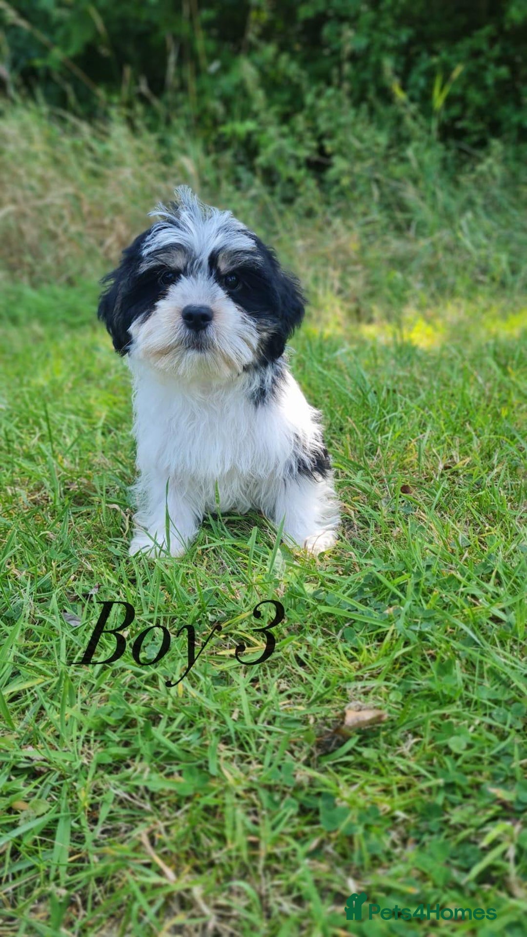 Shorkie dogs for sale: Shorkie pups ready now - Image 19