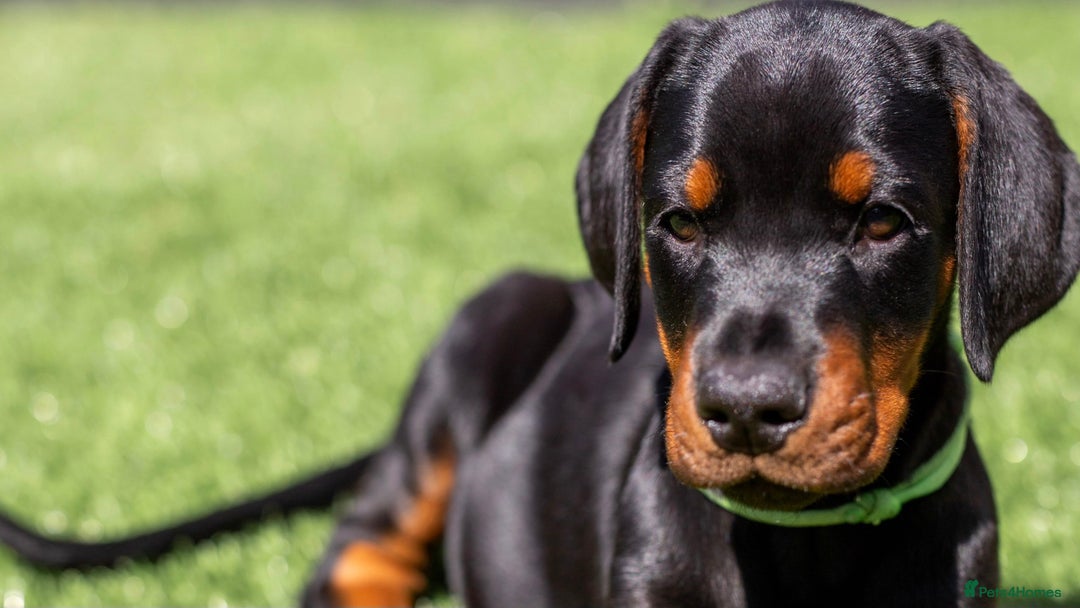 Dobermann dogs for sale: KC DOBERMANN BREEDER in Caerphilly - Image 1
