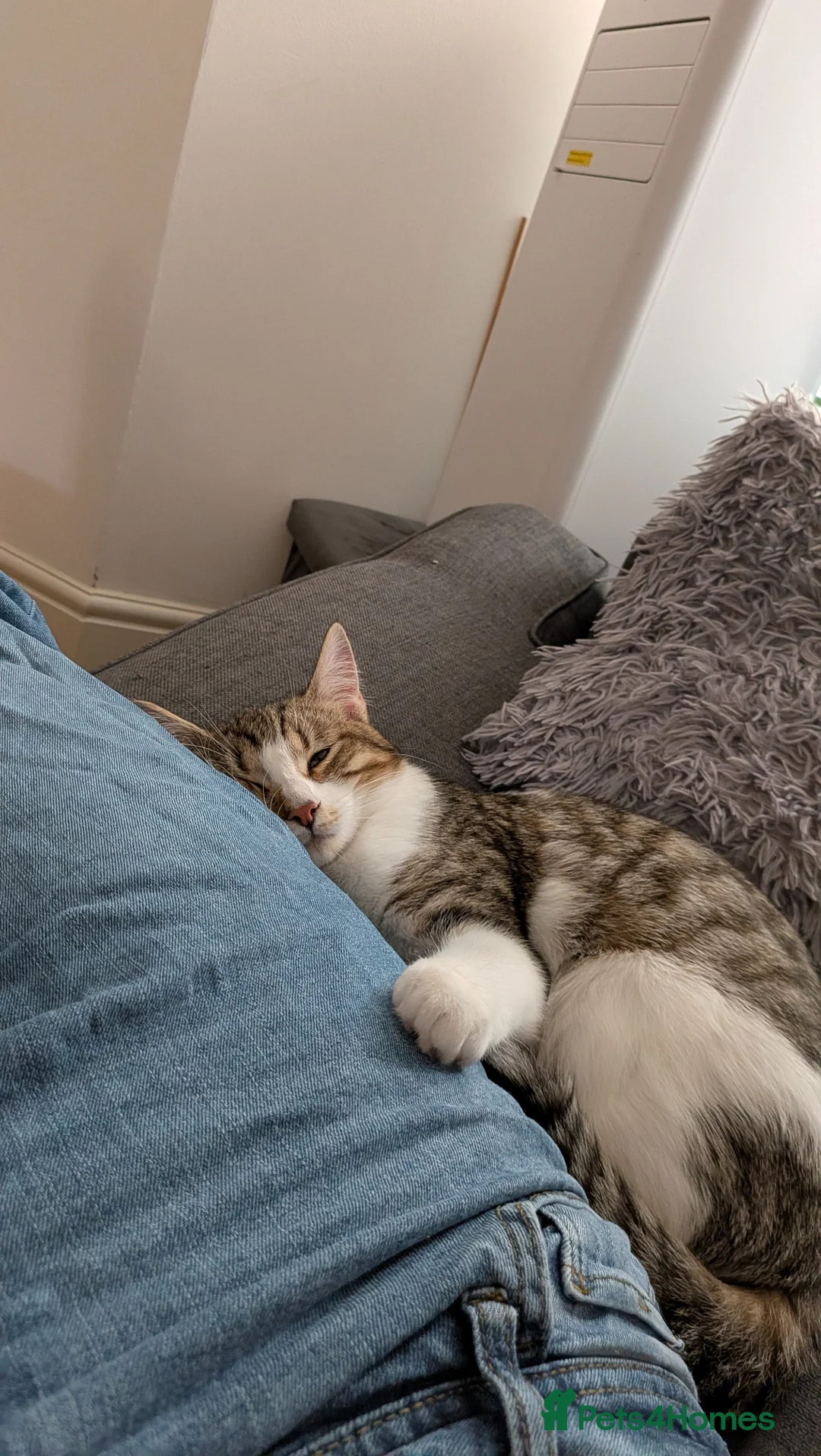 Mixed Breed cats for sale: Adorable tabby cat in Dover - Advert 2