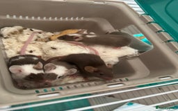 Mouse rodents for sale: Baby fancy mice - Image 1