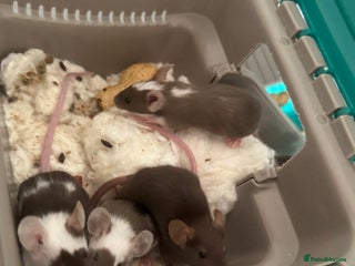 Mouse rodents - Advert 12