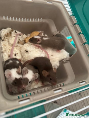 Mouse rodents - Advert 2