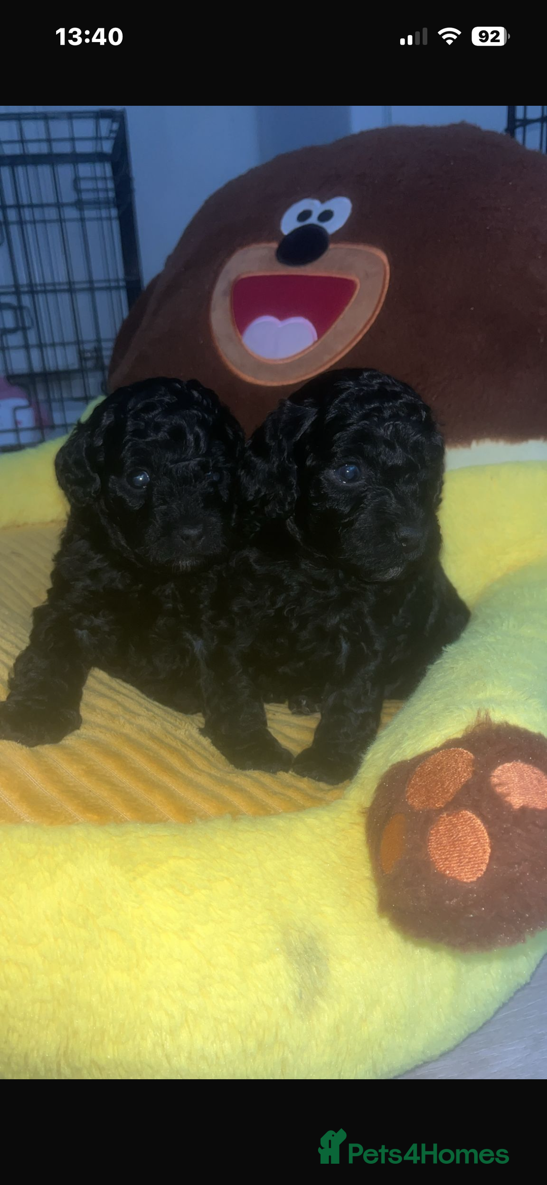 Cockapoo dogs for sale: Toy cockapoo - Advert 3