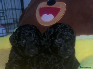 Cockapoo dogs Toy cockapoo - Advert 4