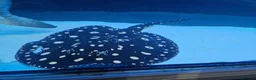Sharks fish for sale: Pangasius paroon sharks and sting ray large in Boldon Colliery - Advert 2
