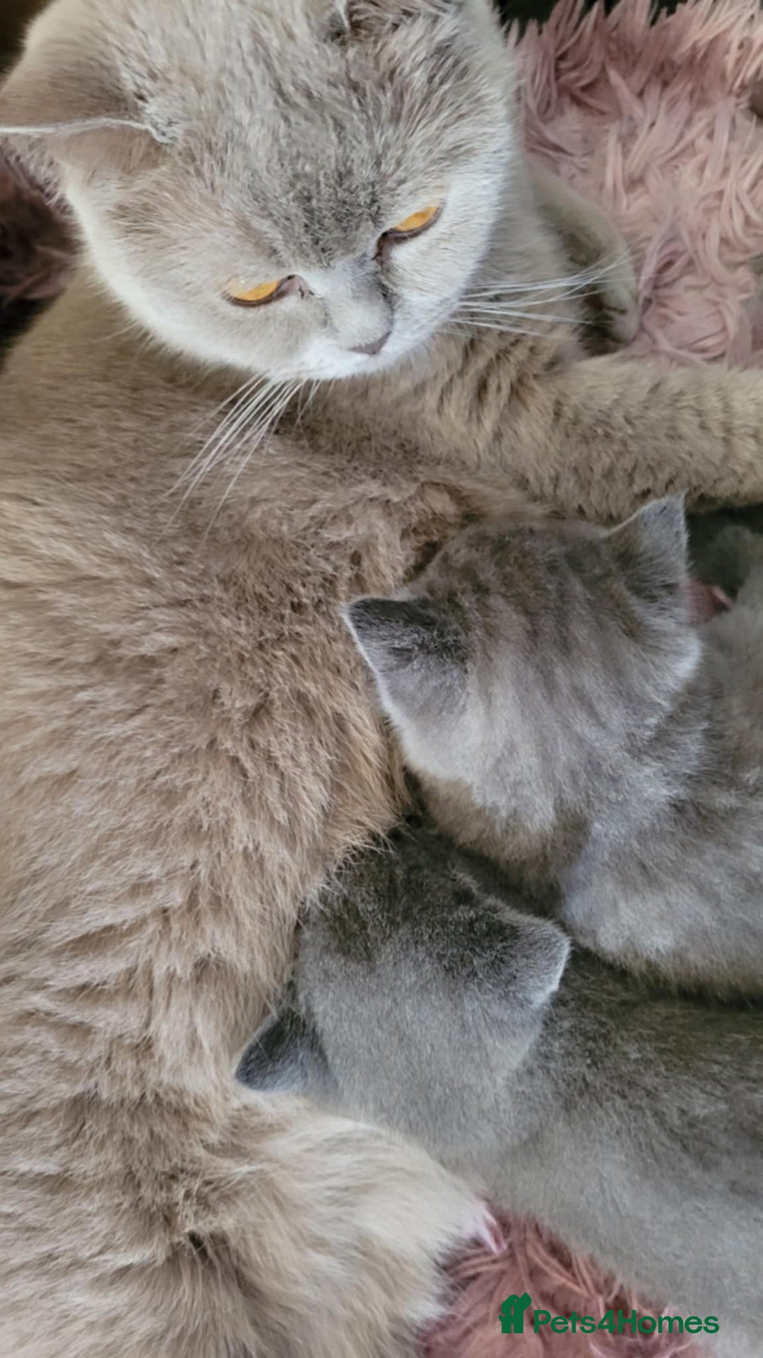 British Shorthair cats for sale: Stunning BHS - Image 5
