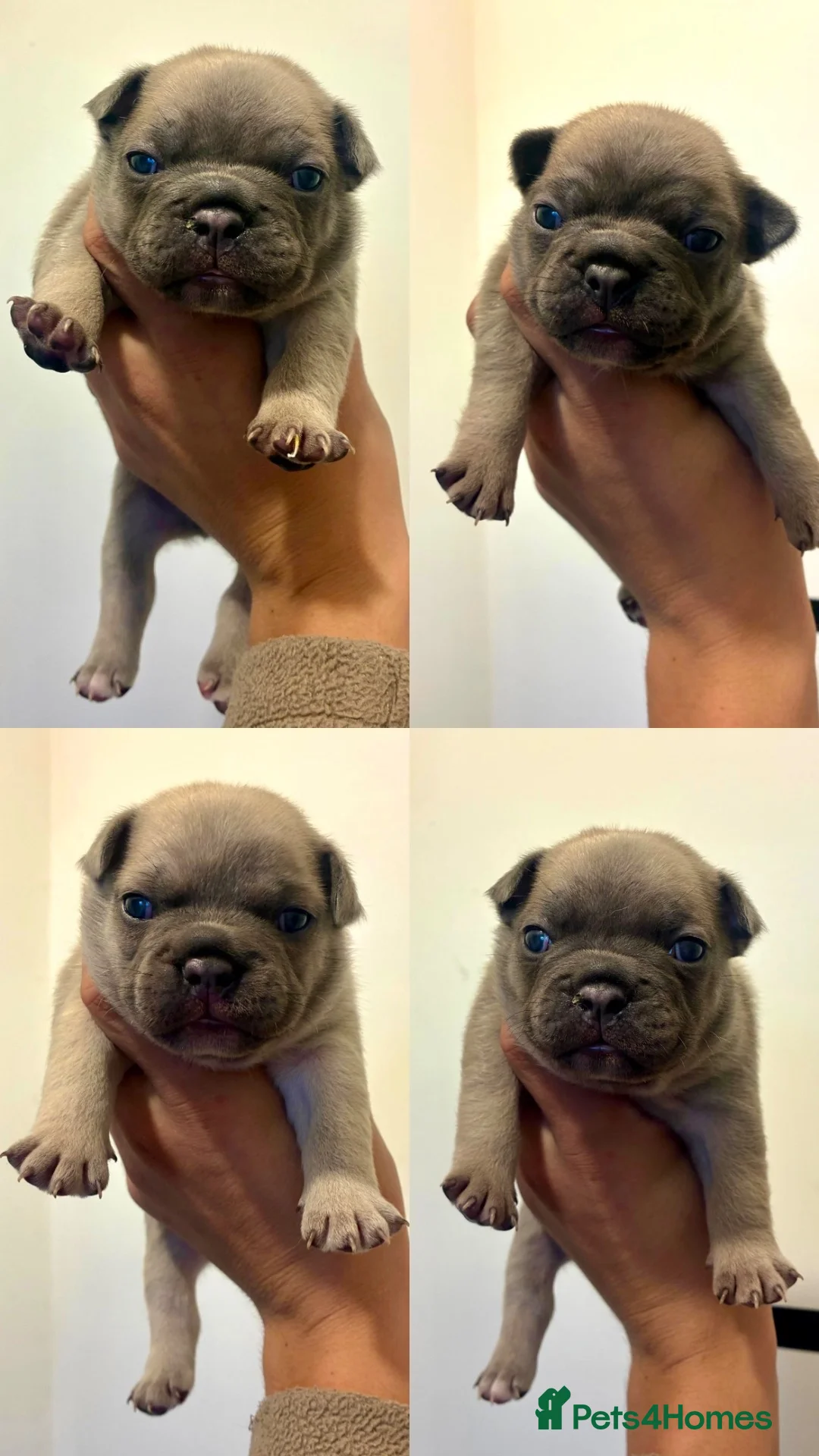 French Bulldog dogs for sale: French bulldog puppies  - Advert 2